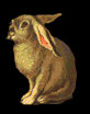 rabbitright.gif