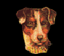 dog2.gif